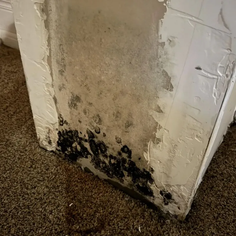 Professional Mold Removal in Gun Barrel City, TX